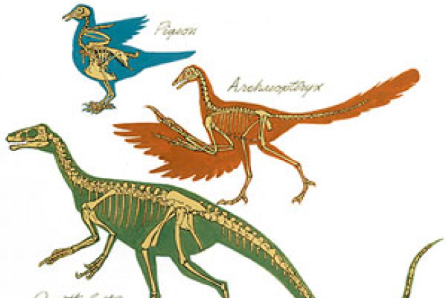 南韓教育局修訂課本 移除進化論部分內容