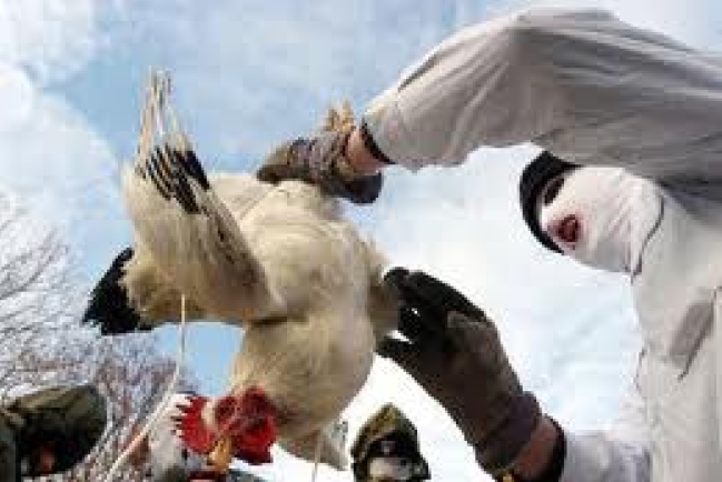 禽流感病毒變種將人傳人 研究結果公開引爭議