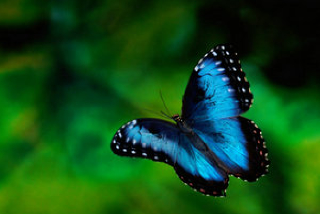 混沌 (chaos) - 蝴蝶效應 (Butterfly effect)