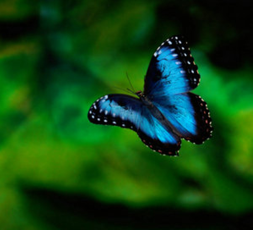 混沌 (chaos) - 蝴蝶效應 (Butterfly effect)