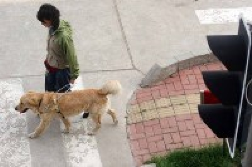 呂sir：親親導盲犬