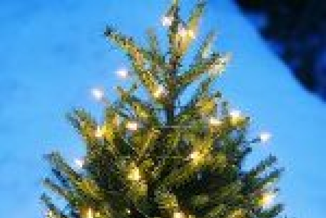 英國回收聖誕樹 再生綠色能源