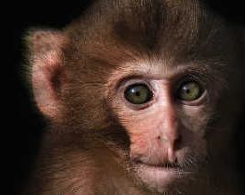 美科學家克隆出猴子胚胎 再次觸發人類克隆問題爭議