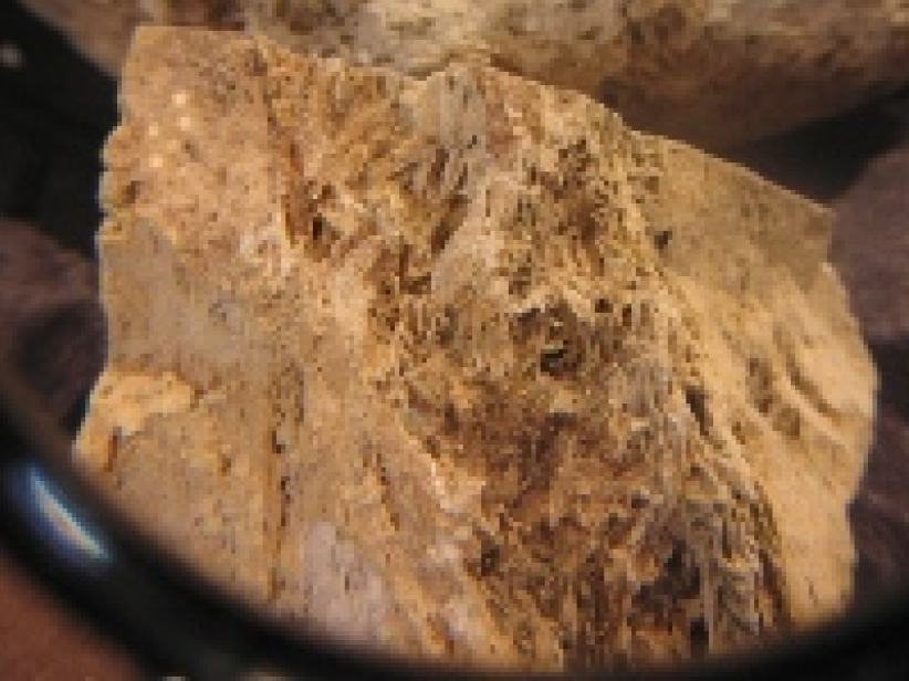 疑是方舟化石于苏黎世化验年期