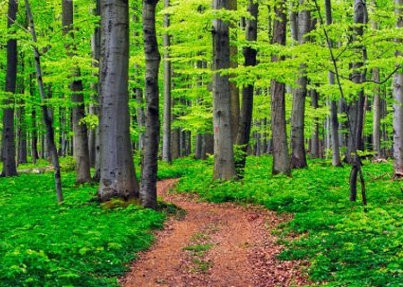 靈命的陶造：三月十九日