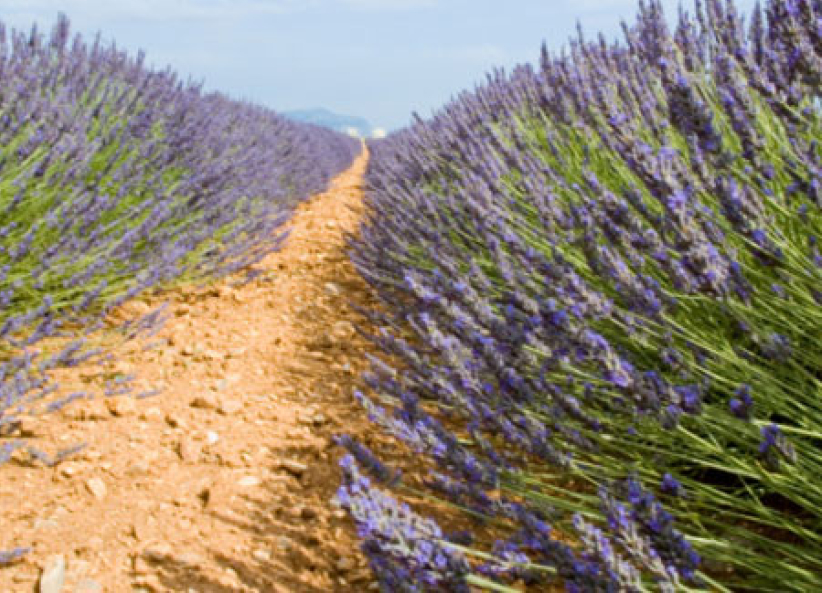 《市井聖徒》：你也要退去嗎？