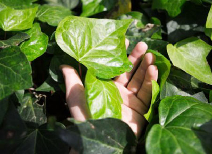 《市井聖徒》：返工遇上歌利亞