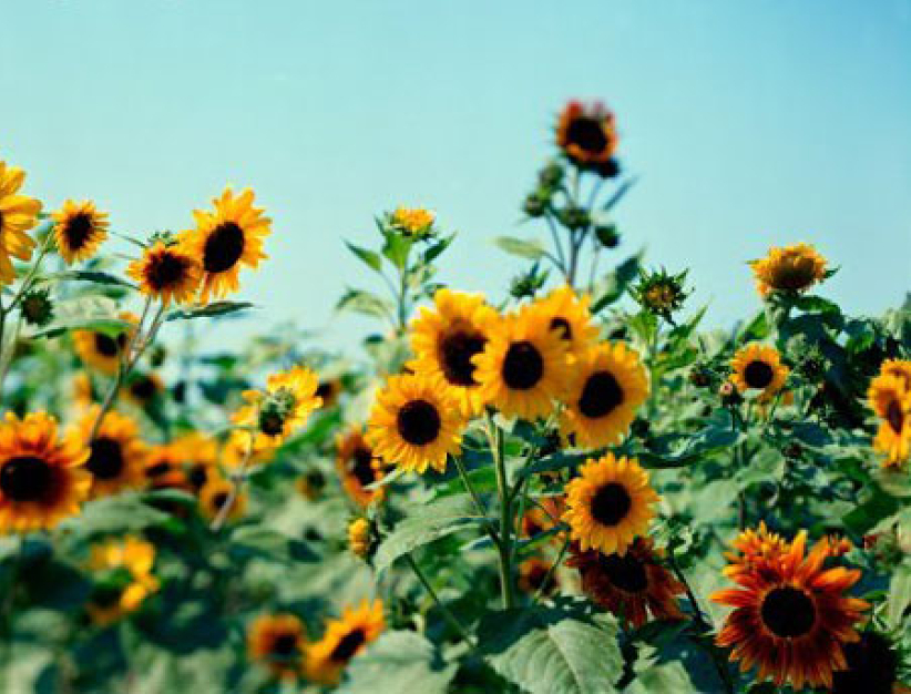 每日经历神：神与你同在