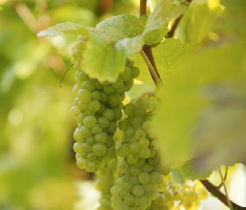 每日經歷神：常在葡萄樹裏