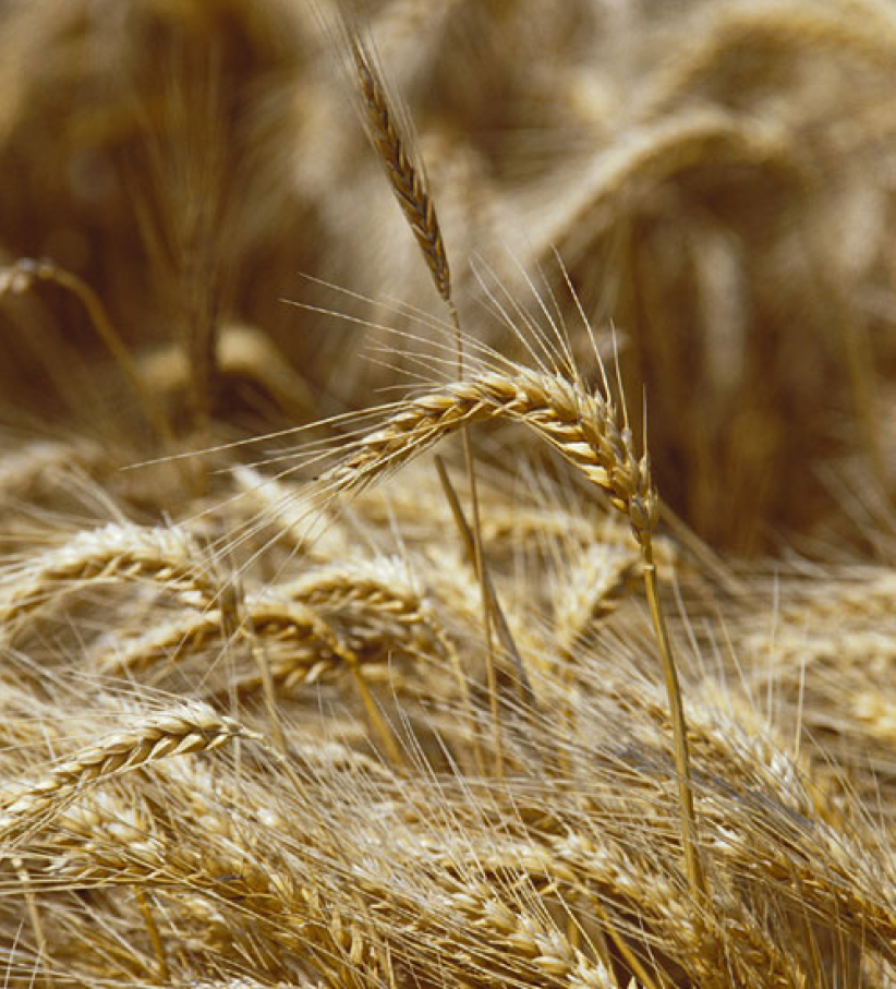 每日經歷神：死亡結出更多子粒