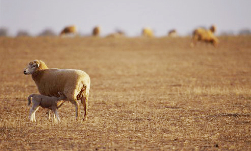 每日經歷神：牧者的安慰