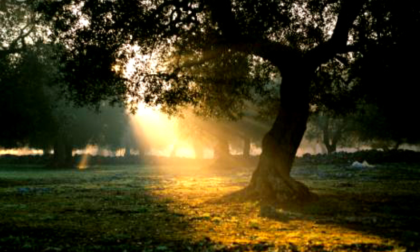 每日經歷神：你們是光