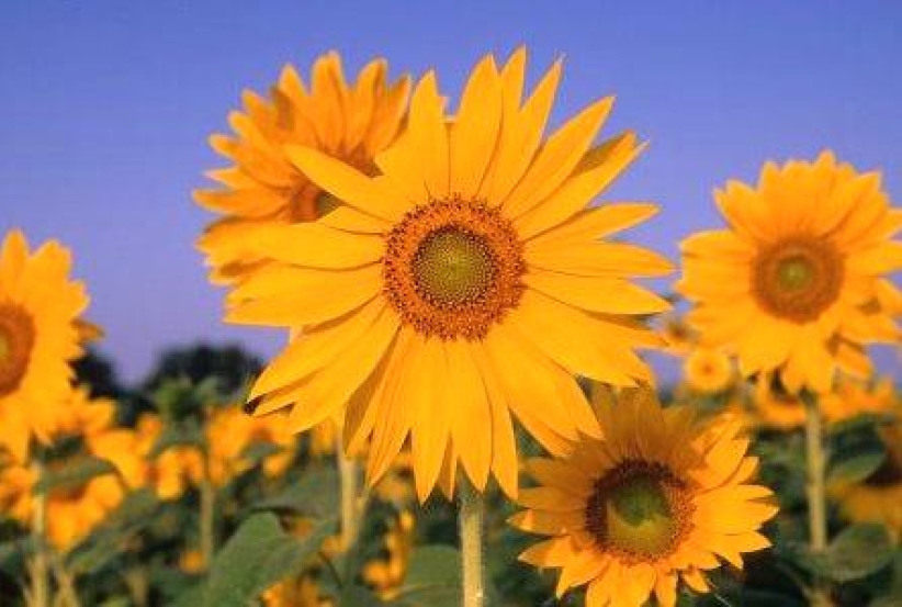 每日經歷神：門徒訓練即基督在你們心裏