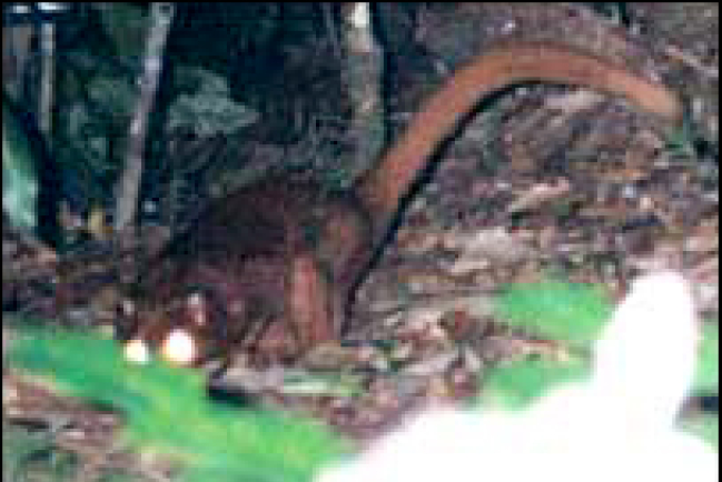 婆羅洲發現罕見新物種不斷 令人驚嘆上帝奇妙創造