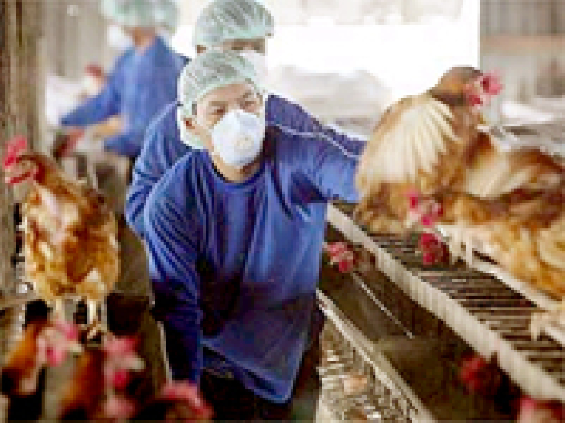 不必「談禽色變」 如何預防禽流感﹖