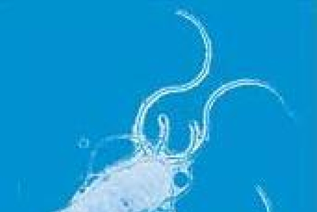 澳洲二名學者昨獲諾貝爾醫學奬