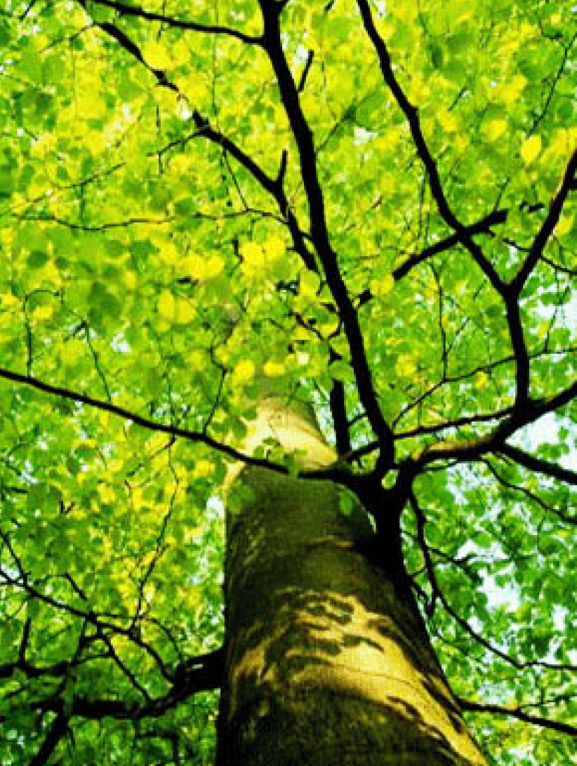 怎样去认识上主