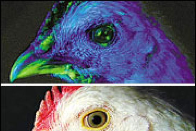 韓國成功轉基因螢光雞 醫藥治療所需蛋白質因而有望大批量生產