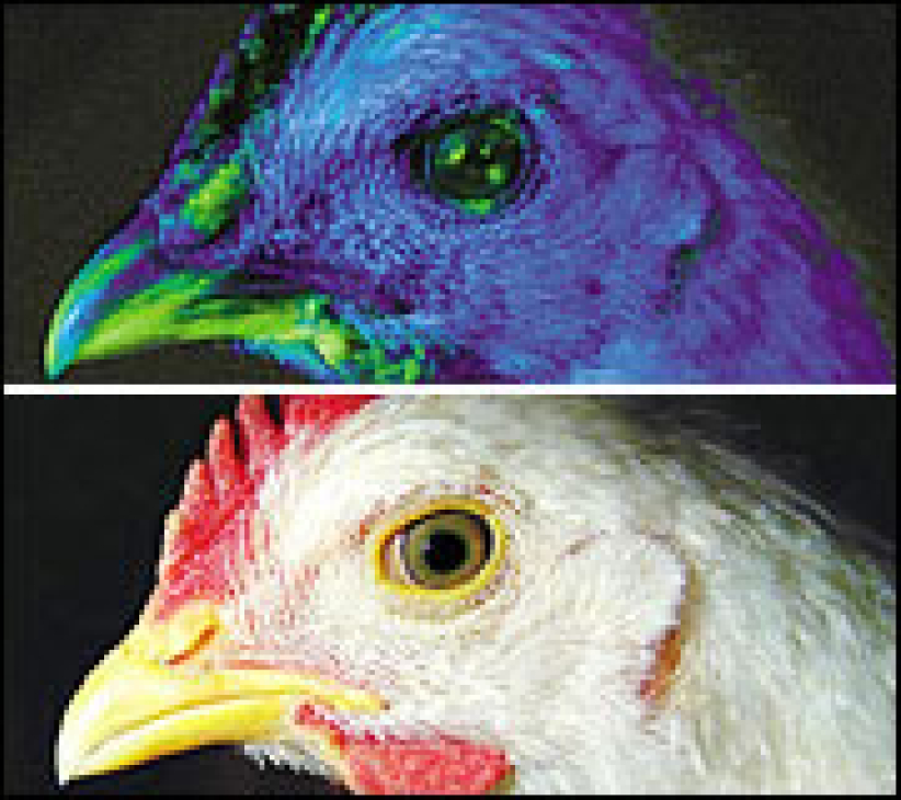 韓國成功轉基因螢光雞 醫藥治療所需蛋白質因而有望大批量生產