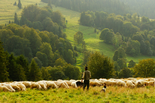 詩篇23篇希伯來文詳解：神聖供應與無盡保護