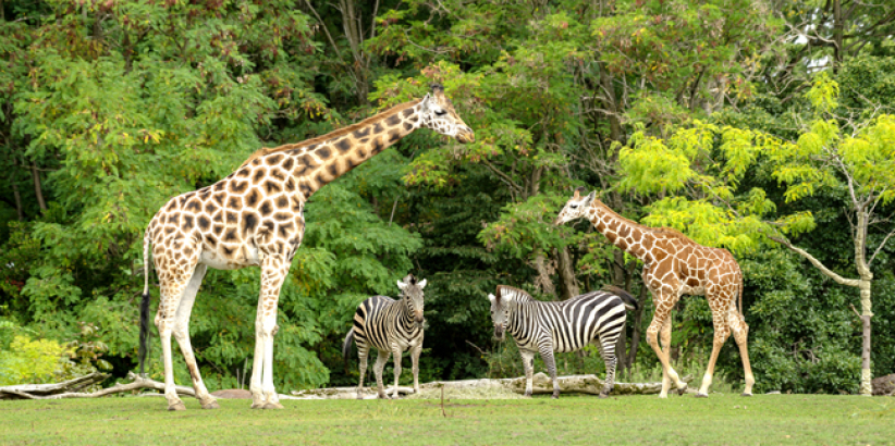 COP16大會 基督教組織呼籲保護野生動物