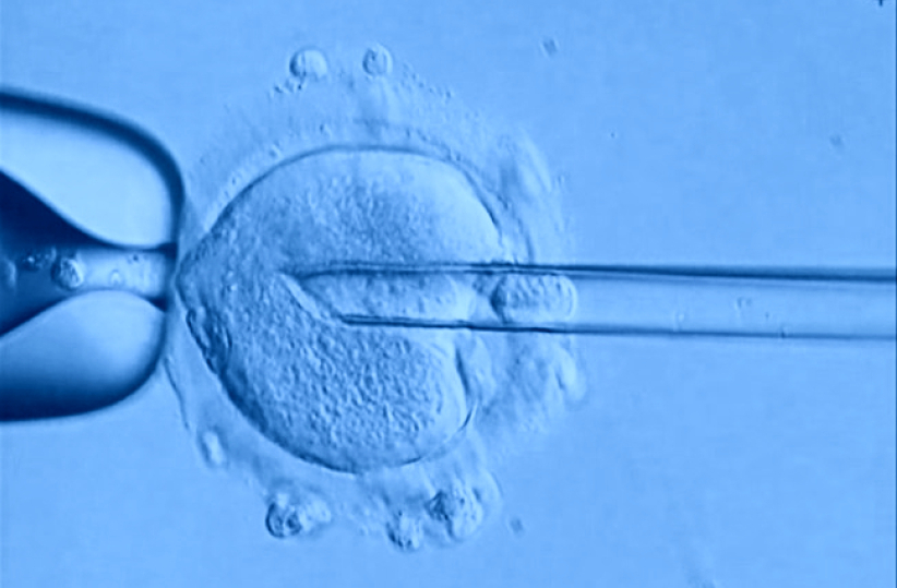 新基因工程技術誕「三人DNA嬰兒」用人類胚胎實驗引倫理爭議