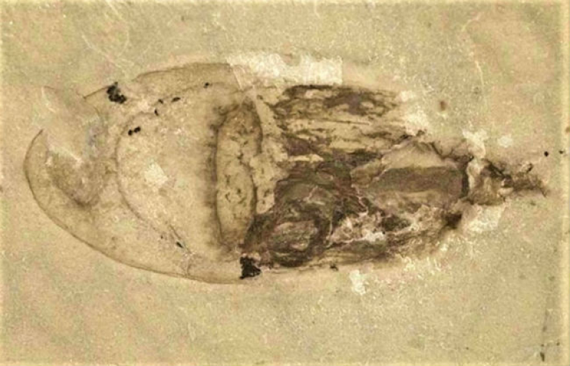 中国发现软躯体化石群 证圣经洪水席卷全球 