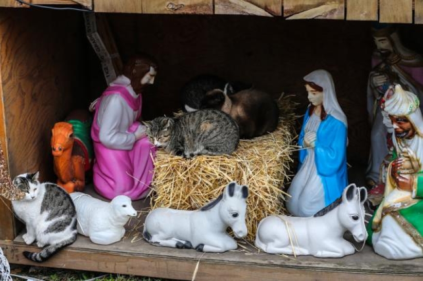 紐約溫馨小景：聖誕馬糟上的流浪貓 