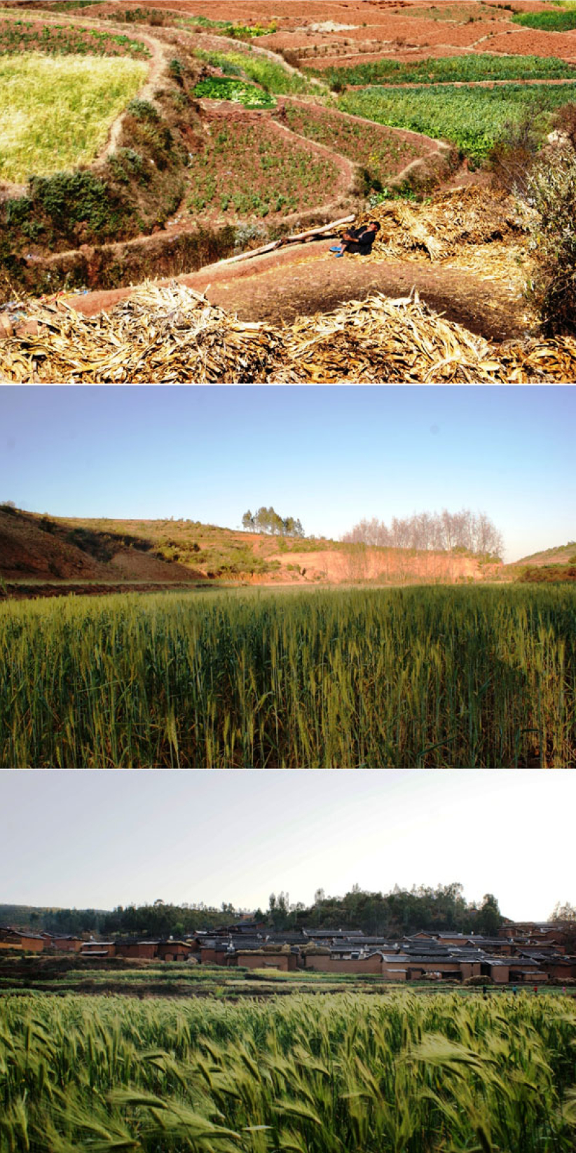 少數民族地區宣教見證：從麥田經過