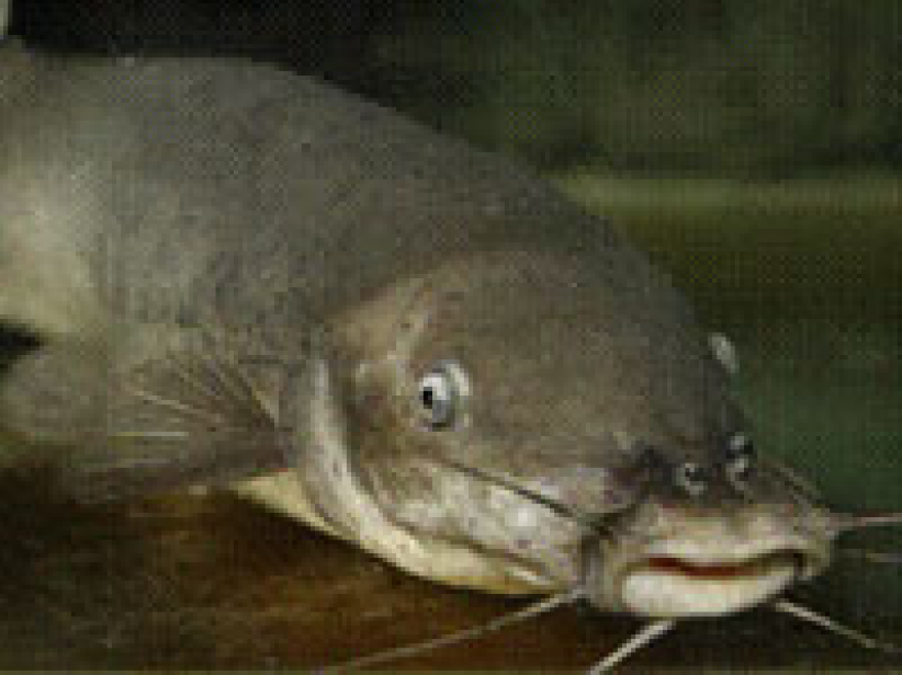 馬灣公園展出驚嚇性奇珍異獸 抗衡兩大樂園萬聖節活動