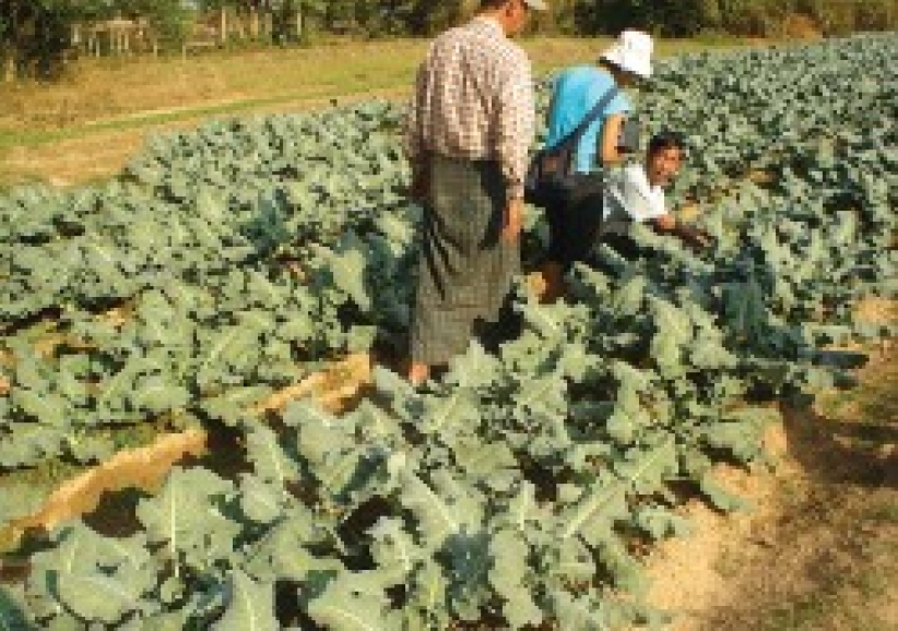  第三世界教會以聖經為本助農民脫貧