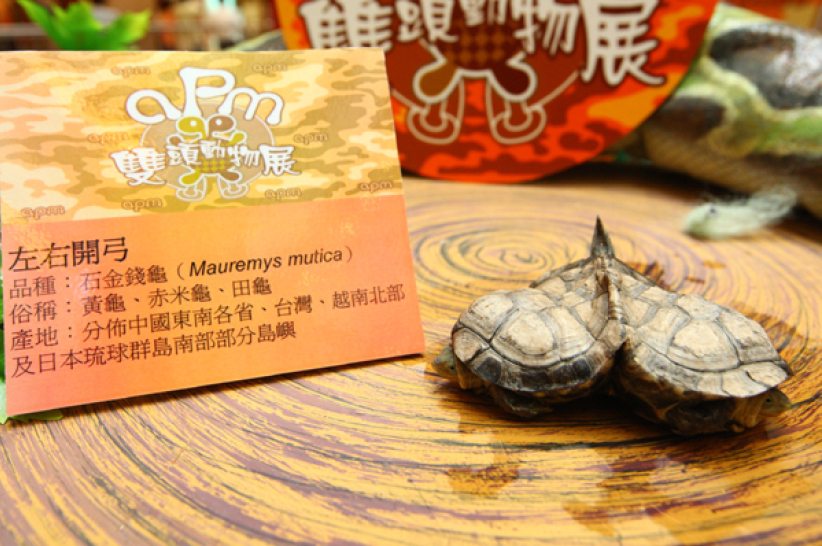 購物商場雙頭龜蛇動物展 取代萬聖節佈置