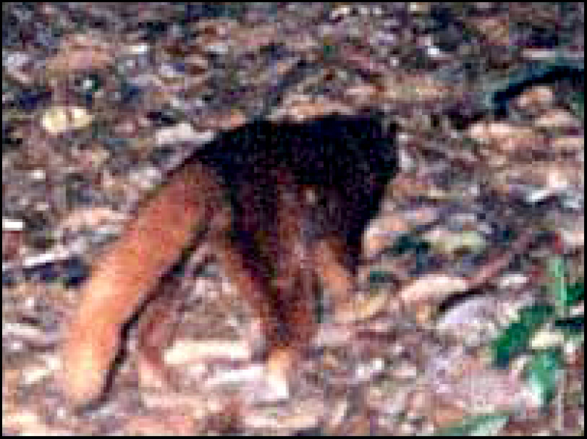 婆罗洲发现罕见新物种不断 令人惊叹上帝奇妙创造