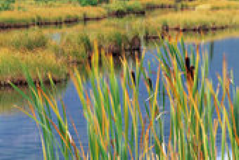 蒲草與聖經關係你可知﹖