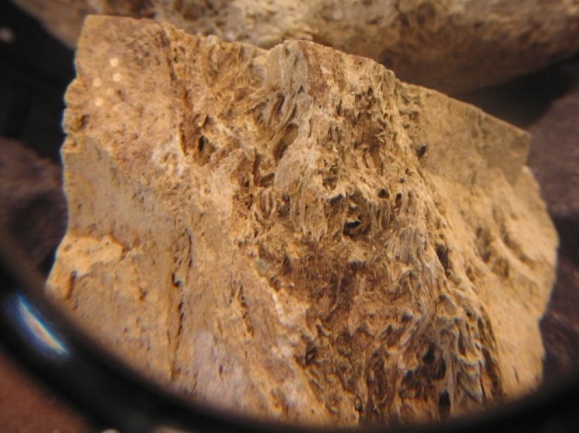 巨型木化石驚世出土 疑是挪亞方舟