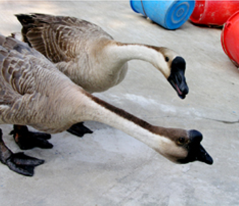 「得生」戒毒村亟待重建 繼續助濫藥者重獲新生