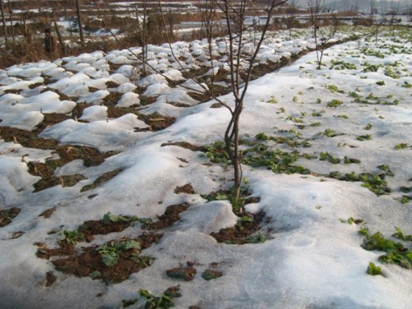 中國雪災災民劫後餘生仍待幫助