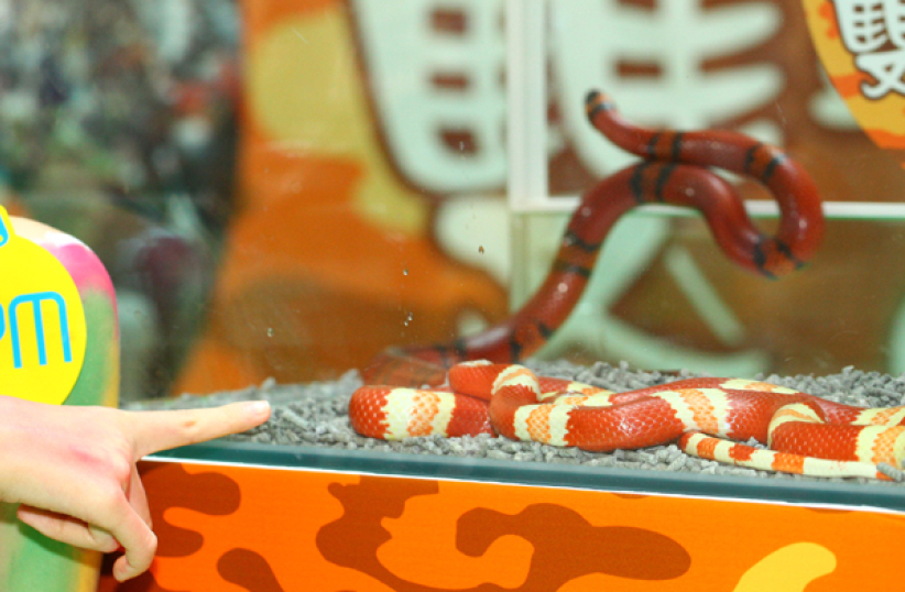 購物商場雙頭龜蛇動物展 取代萬聖節佈置