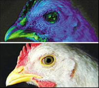 韓國成功轉基因螢光雞 醫藥治療所需蛋白質因而有望大批量生產