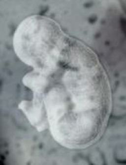 聯合國委員會通過 禁止各種形式複製人研究