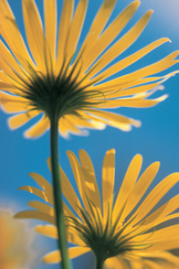 「智能設計」理論VS進化論 改寫美國學校生物課程