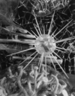 生物學家馮秉誠牧師分享科學vs信仰問題