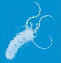 澳洲二名學者昨獲諾貝爾醫學奬