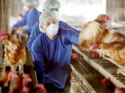 不必「談禽色變」 如何預防禽流感﹖