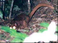 婆羅洲發現罕見新物種不斷 令人驚嘆上帝奇妙創造