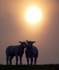 每日經歷神：決心