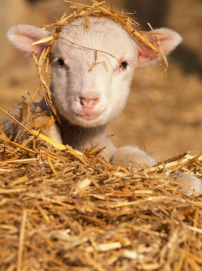 每日經歷神：聖潔是沒有特例的