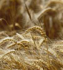 每日經歷神：死亡結出更多子粒