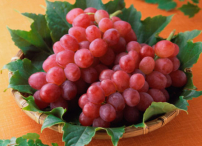 每日經歷神：豐盛的生命