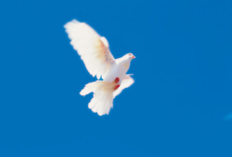 每日經歷神：活 祭